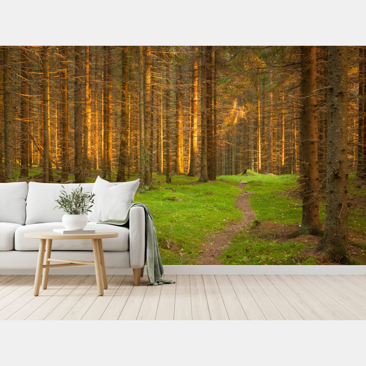 Fototapete goldenes licht im moosbedeckten kiefernwald – Pixers®