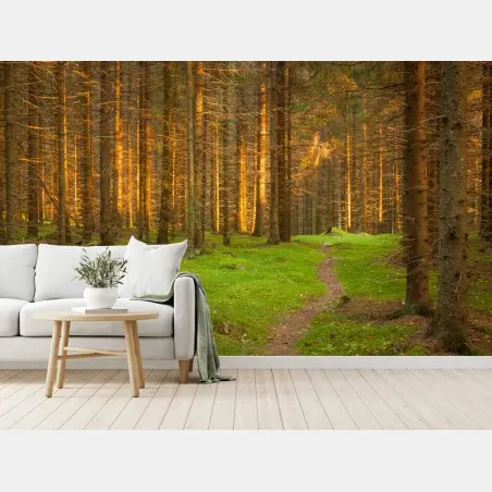 Fototapete goldenes licht im moosbedeckten kiefernwald – Pixers®