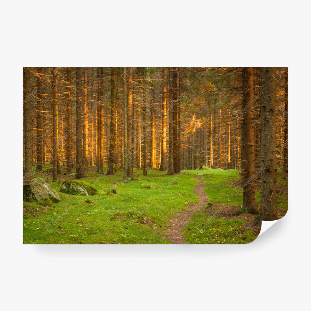 Fototapete goldenes licht im moosbedeckten kiefernwald – Pixers®