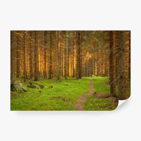 Fototapete goldenes licht im moosbedeckten kiefernwald – Pixers®