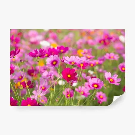 Fototapete rosa kosmeenwiese in blüte – Pixers®
