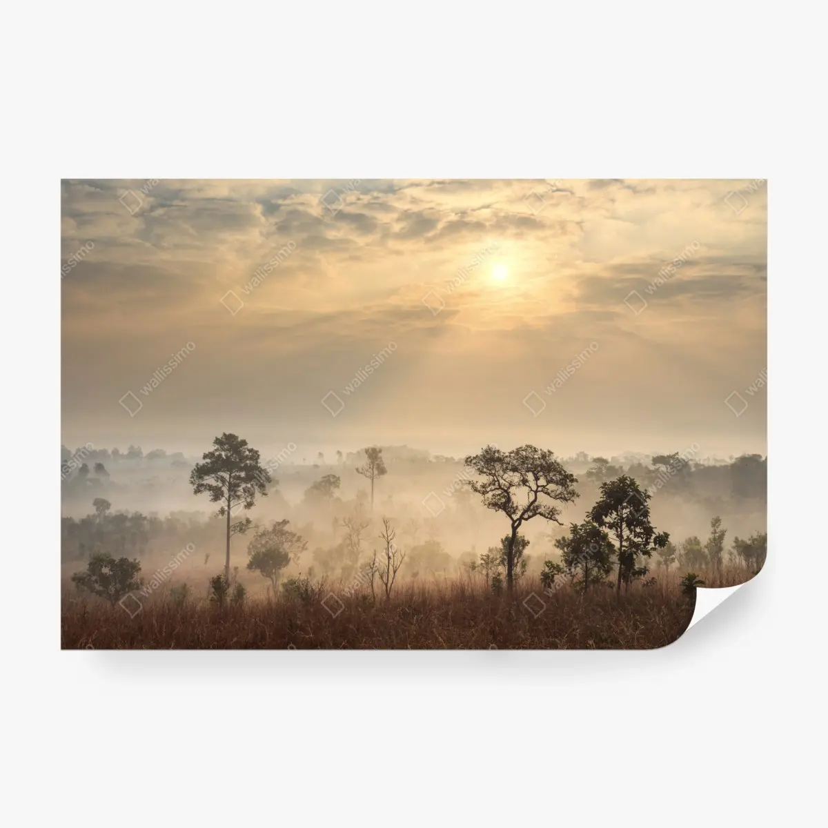 Fototapete Thailand sawanne bei sonnenaufgang – Pixers®