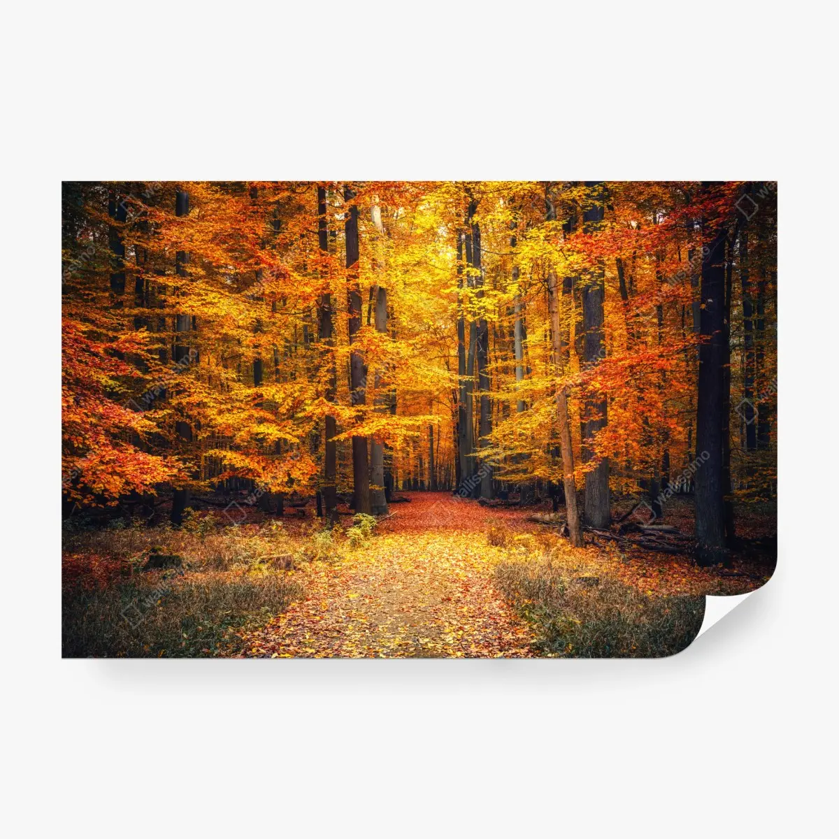 Fototapete herbstlicher waldpfad mit goldenen blättern – Pixers®