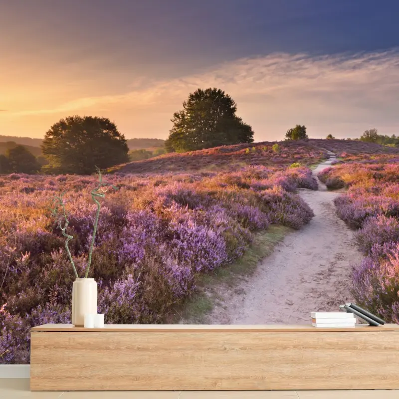 Fototapete Posbank bei sonnenaufgang über blühender heide