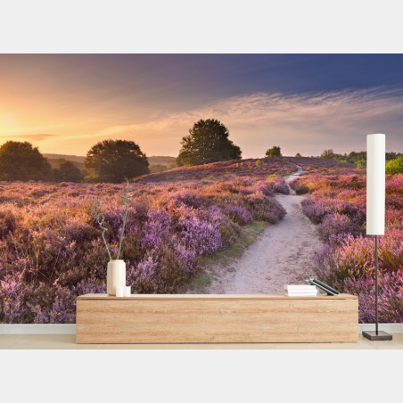 Fototapete Posbank bei sonnenaufgang über blühender heide – Pixers®