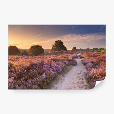 Fototapete Posbank bei sonnenaufgang über blühender heide – Pixers®