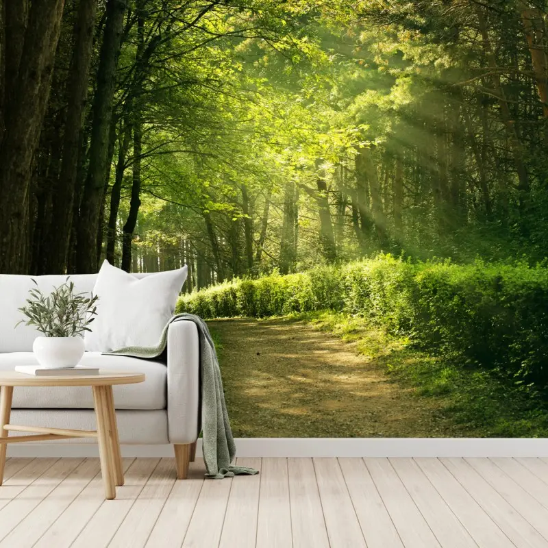 Fototapete sonnenbeschienener waldpfad im grünen
