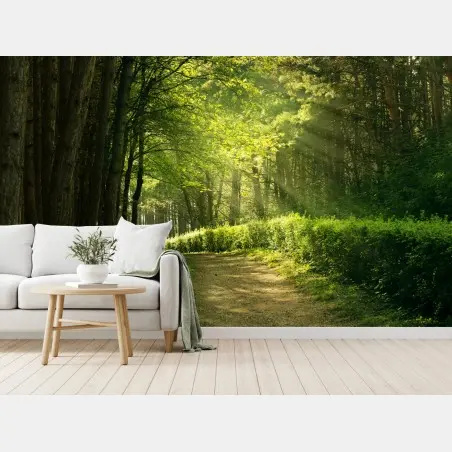 Fototapete sonnenbeschienener waldpfad im grünen – Pixers®