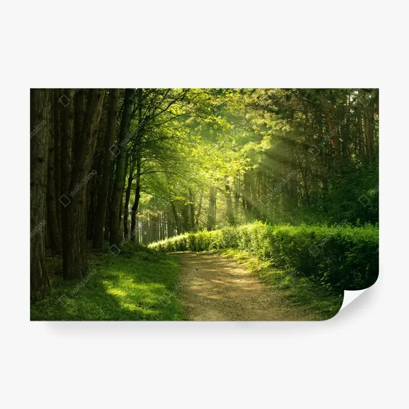 Fototapete sonnenbeschienener waldpfad im grünen