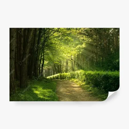 Fototapete sonnenbeschienener waldpfad im grünen – Pixers®