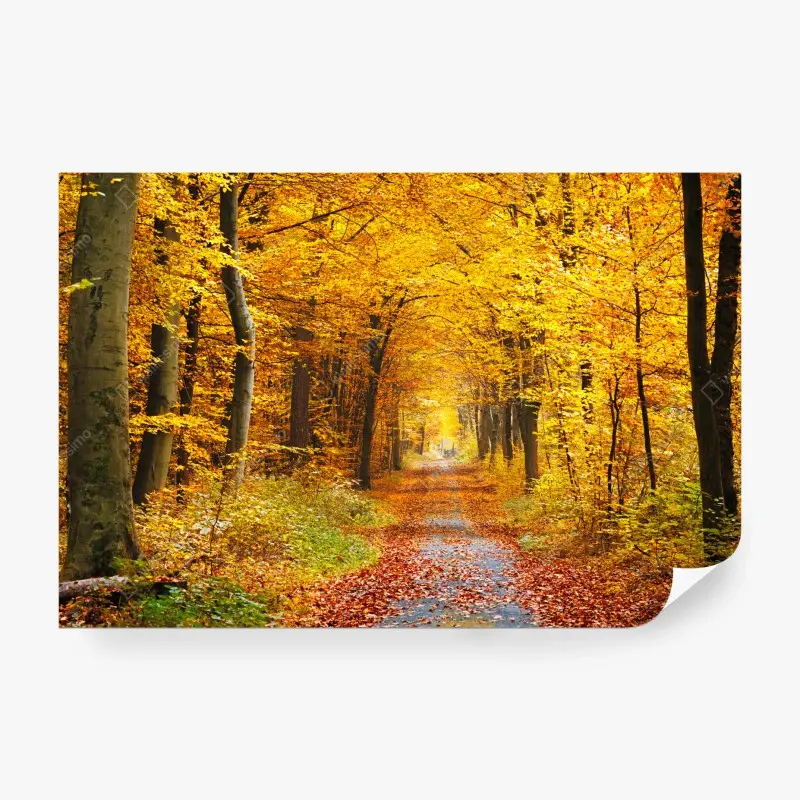 Fototapete goldener herbstwald pfad