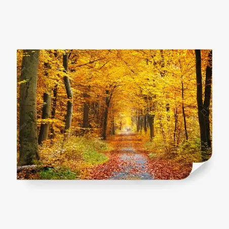 Fototapete goldener herbstwald pfad – Pixers®