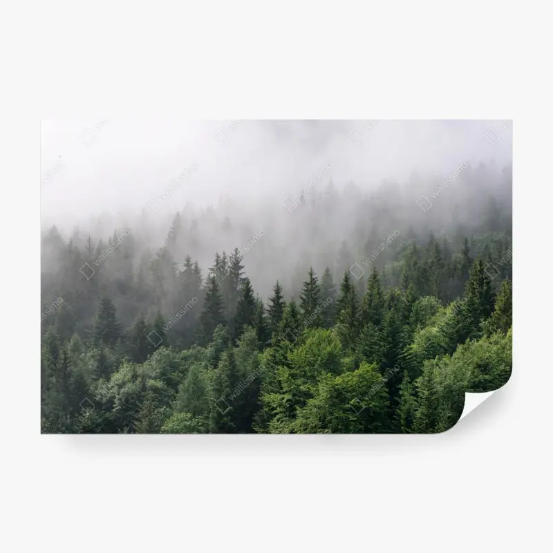 Fototapete nebliger immergrüner wald panorama
