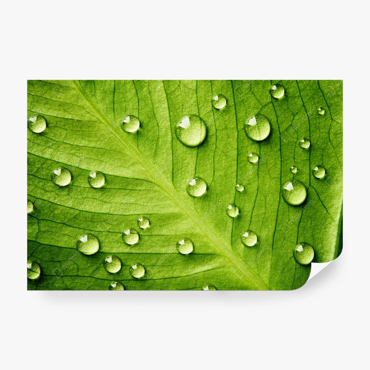 Fototapete frisches grünes blatt mit wassertropfen – Pixers®