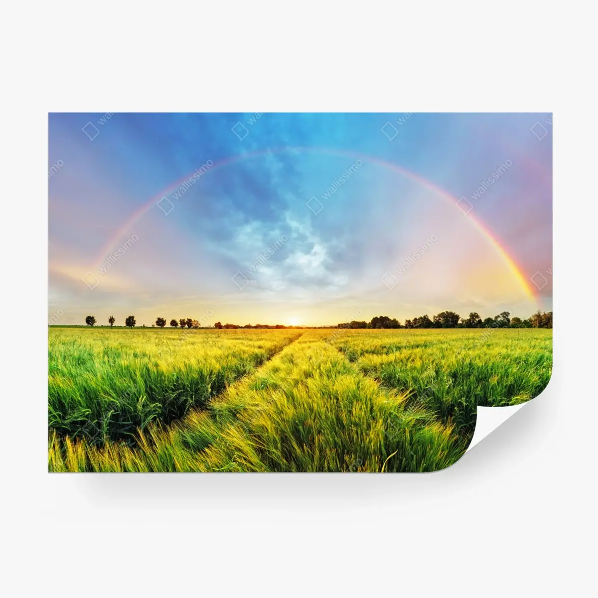 Fototapete regenbogen über goldenem weizenfeld bei sonnenuntergang – Pixers®