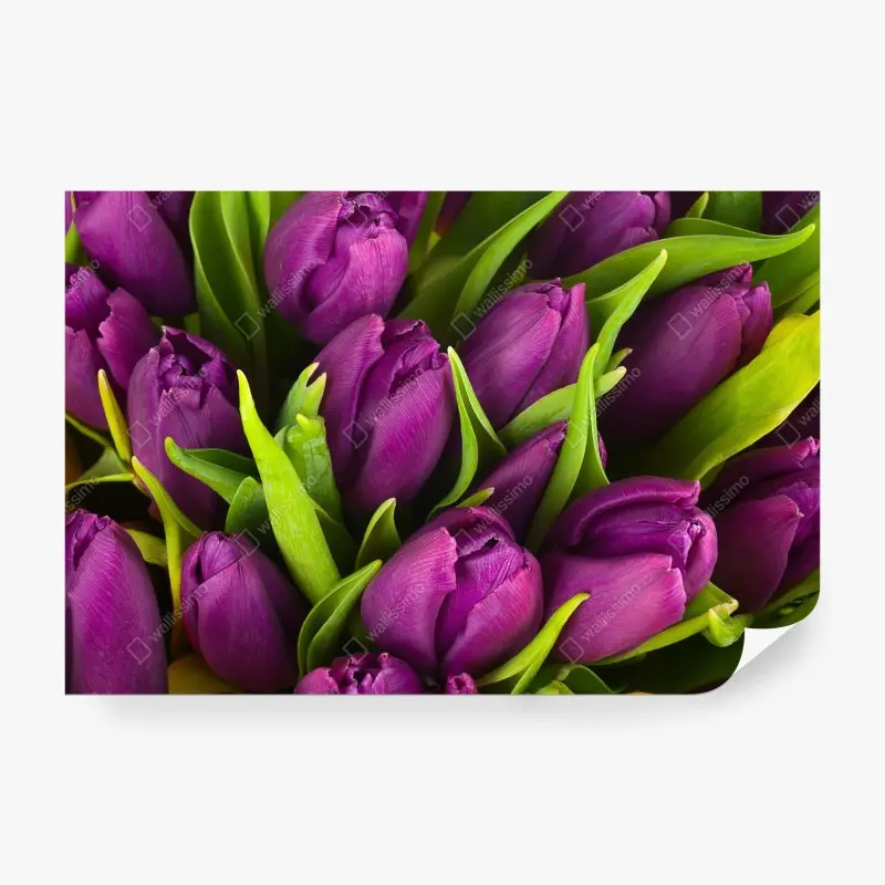 Fototapete lila tulpen im bukett
