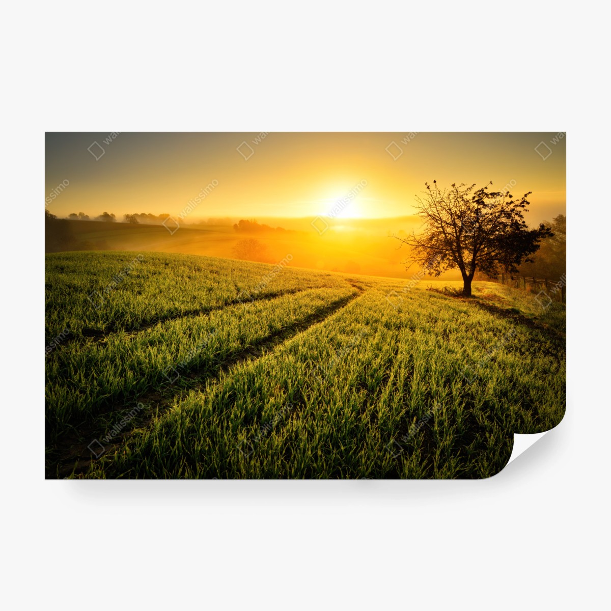 Fototapete sonnenbeschienene wiese im frühlicht – Pixers®