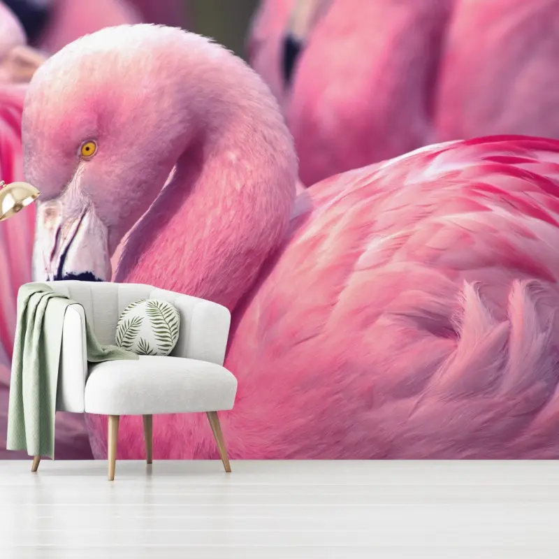 Fototapete rosa flamingo nahaufnahme