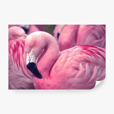 Fototapete rosa flamingo nahaufnahme – Pixers®