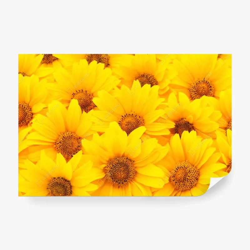 Fototapete leuchtende gelbe sonnenblumen in nahaufnahme
