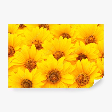 Fototapete leuchtende gelbe sonnenblumen in nahaufnahme – Pixers®