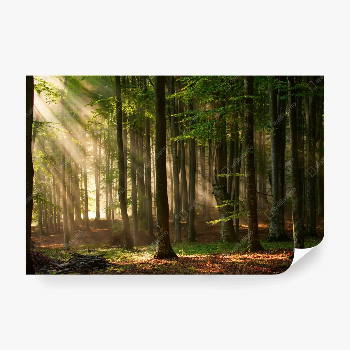 Fototapete morgendliches licht im buchenwald – Pixers®