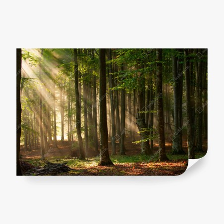 Fototapete morgendliches licht im buchenwald – Pixers®