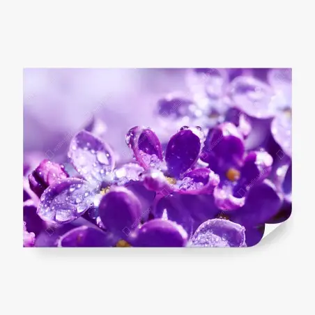 Fototapete lila fliederblüte mit tau – Pixers®