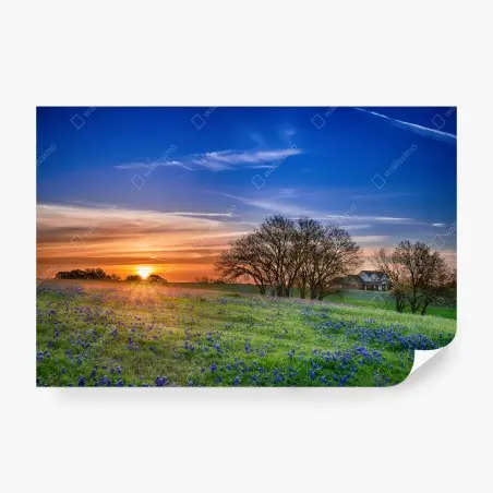 Fototapete Texas wiese mit bluebonnets im sonnenaufgang – Pixers®