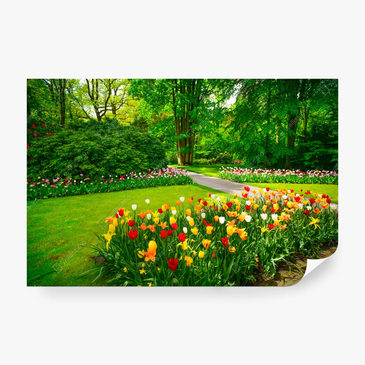 Fototapete lebendiger tulpengarten in Keukenhof – Pixers®