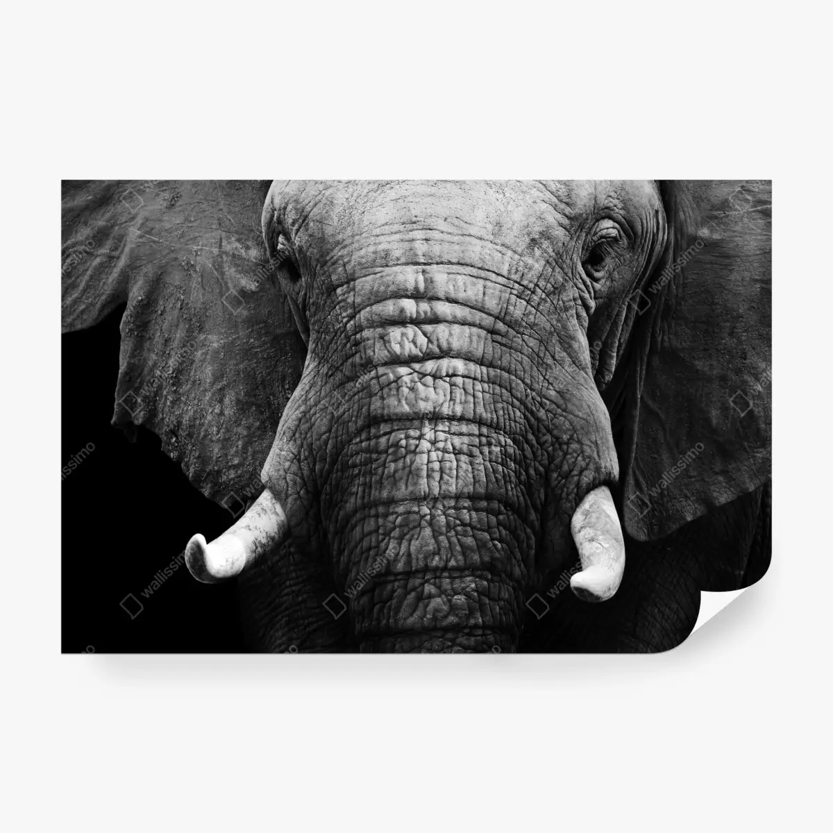 Fototapete majestätisches elefantenporträt – Pixers®