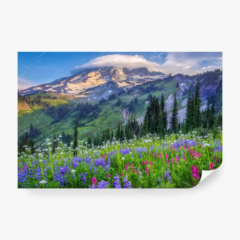 Fototapete alpine blumenwiese vor schneebedeckten bergen
