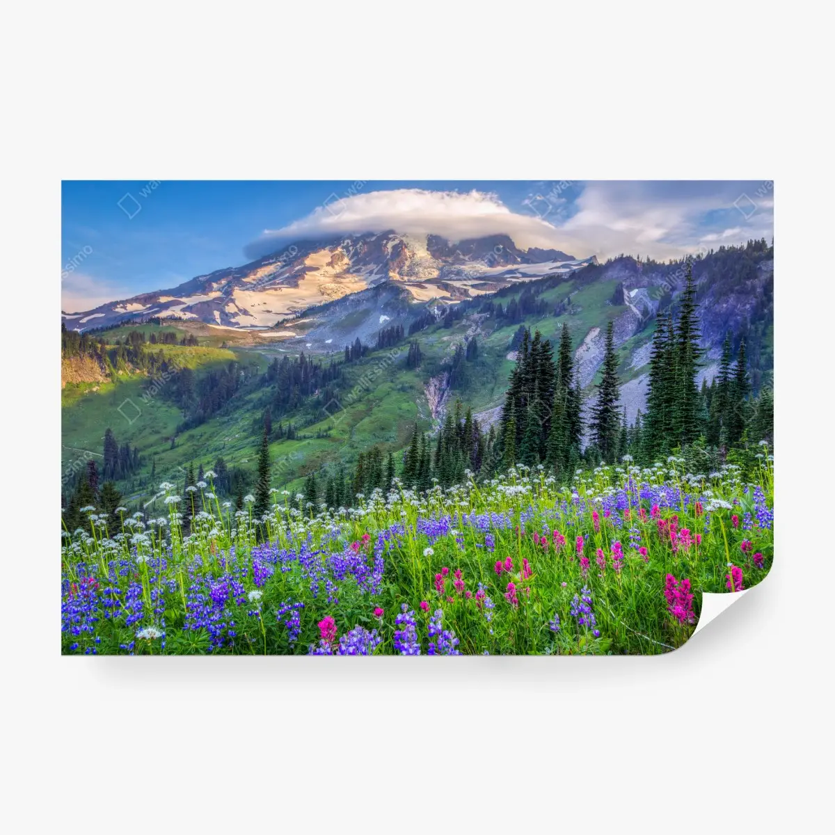 Fototapete alpine blumenwiese vor schneebedeckten bergen – Pixers®