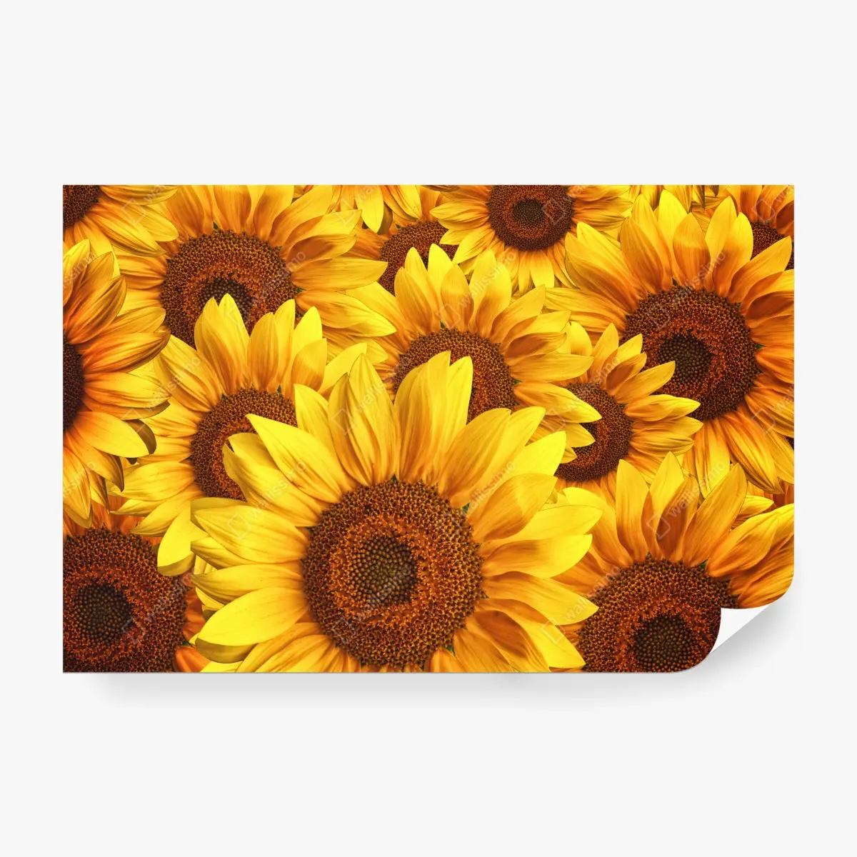 Fototapete goldene sonnenblumen – Pixers®