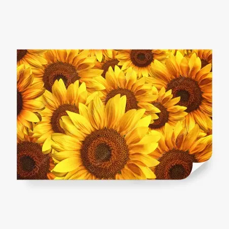 Fototapete goldene sonnenblumen – Pixers®