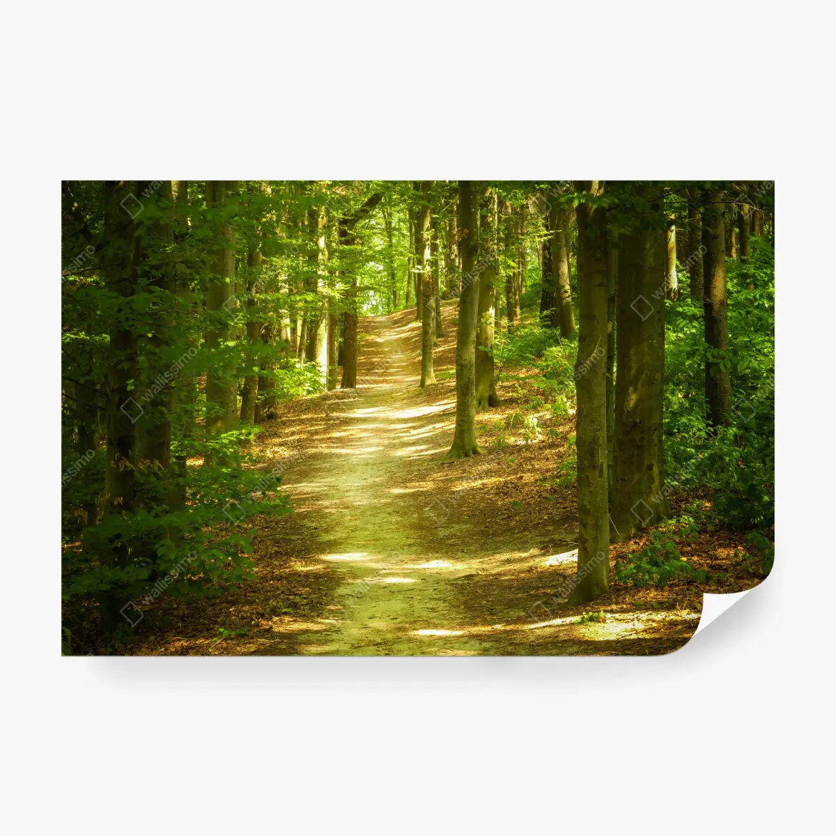 Fototapete sonniger waldpfad – Pixers®