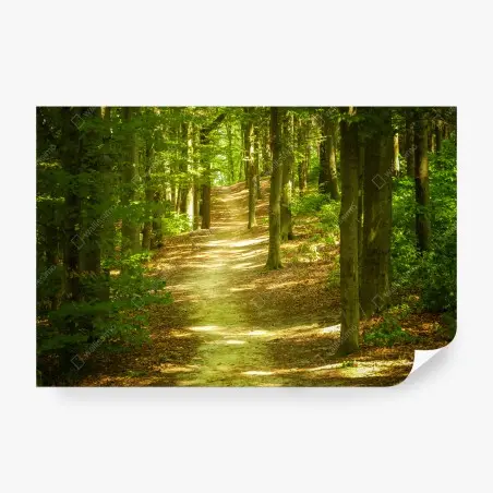 Fototapete sonniger waldpfad – Pixers®
