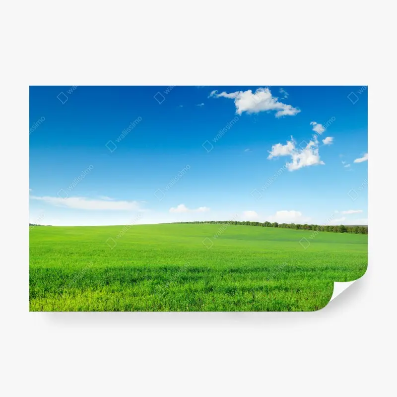 Fototapete ruhige grüne wiese unter blauem himmel