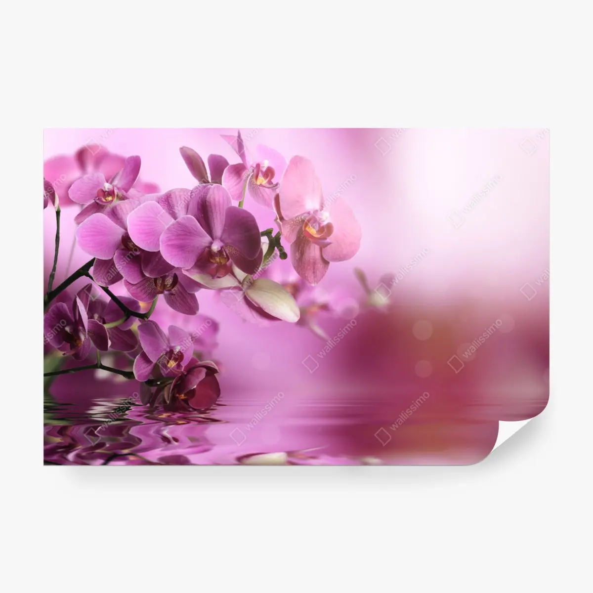 Fototapete rosa orchideen spiegelung – Pixers®