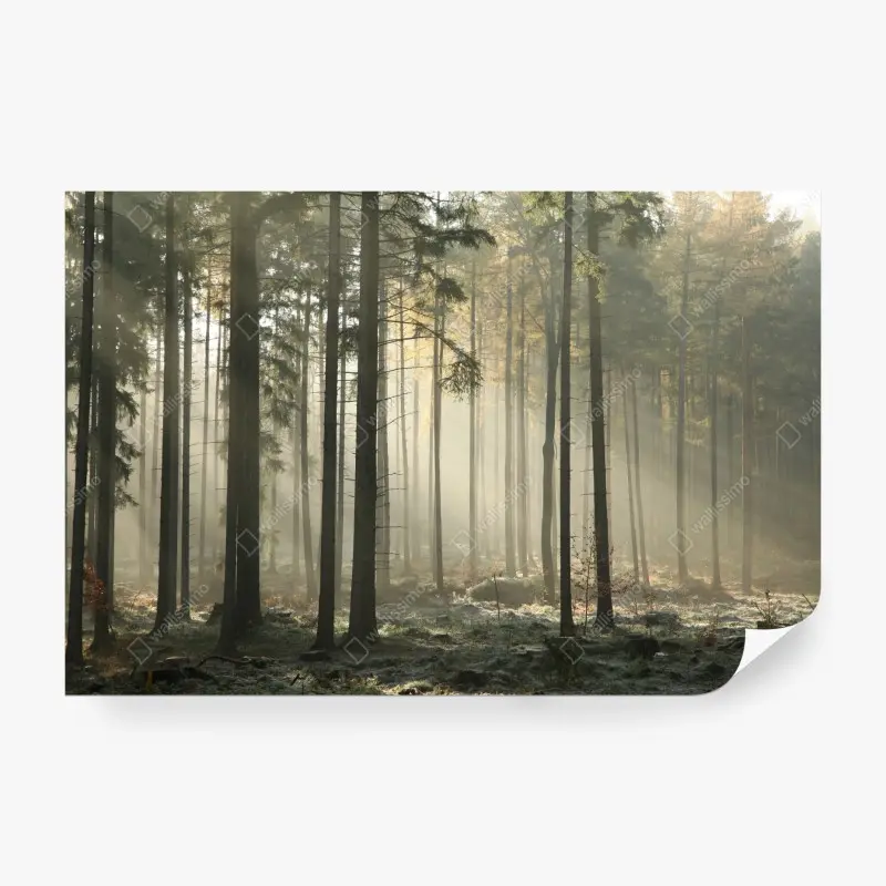 Fototapete nebliger morgenwald mit sonnenstrahlen