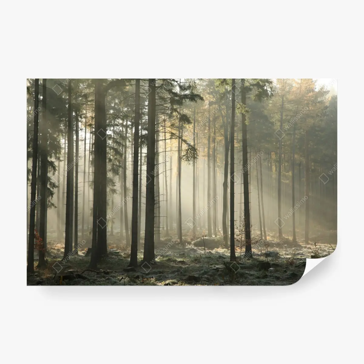 Fototapete nebliger morgenwald mit sonnenstrahlen – Pixers®