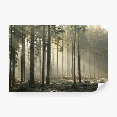 Fototapete nebliger morgenwald mit sonnenstrahlen – Pixers®