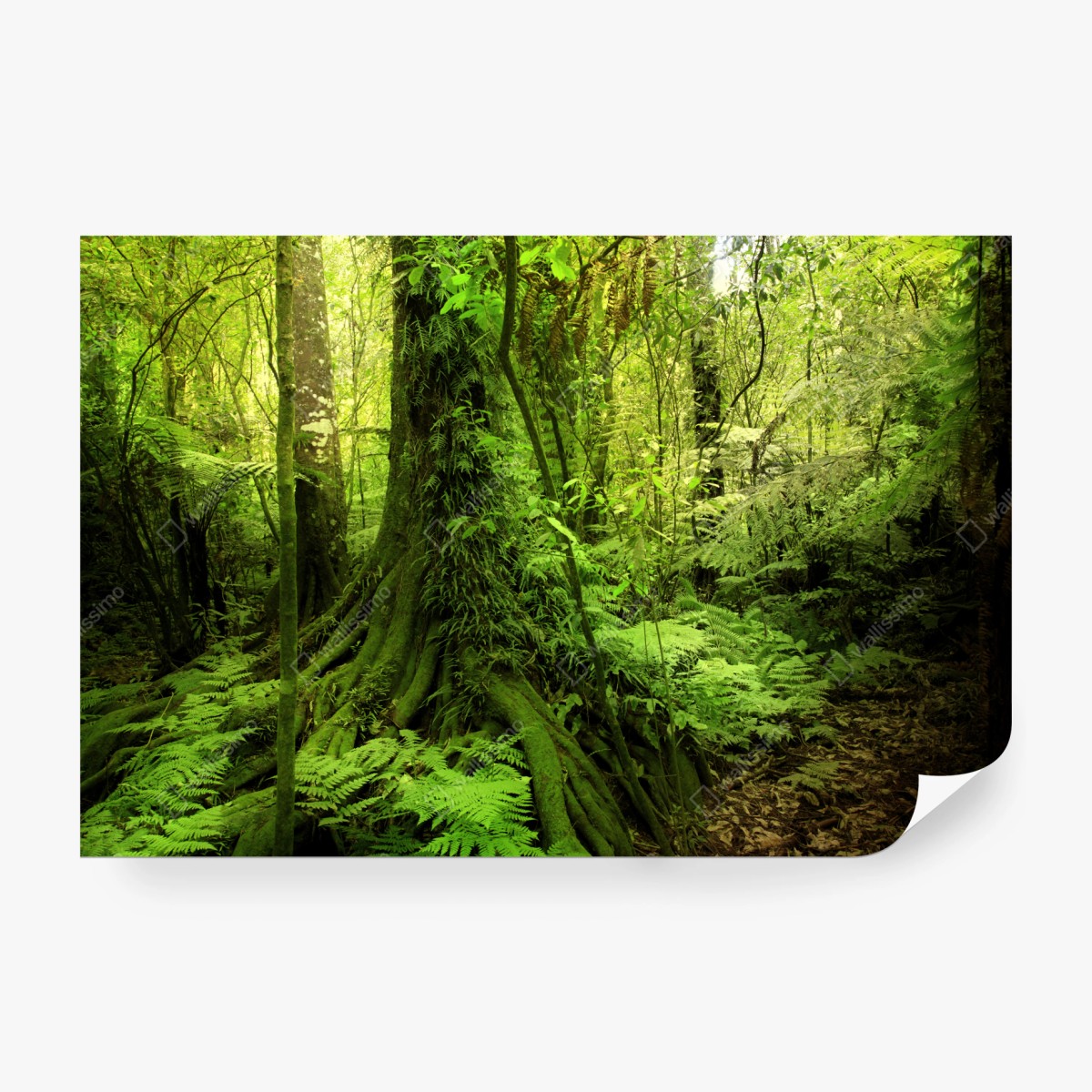 Fototapete üppiger tropischer dschungel – Pixers®