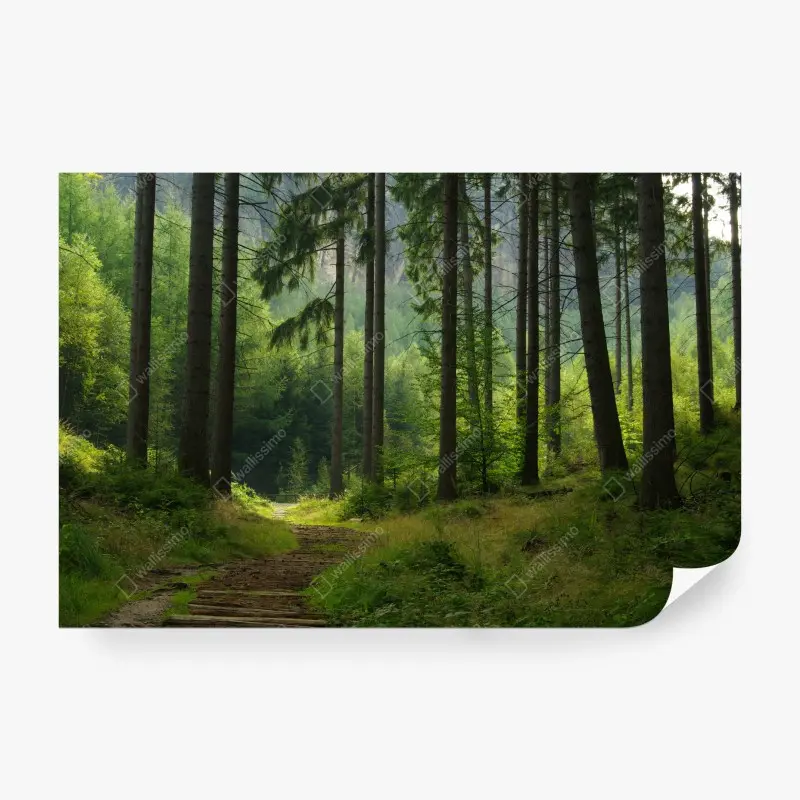 Fototapete ruhiger waldpfad