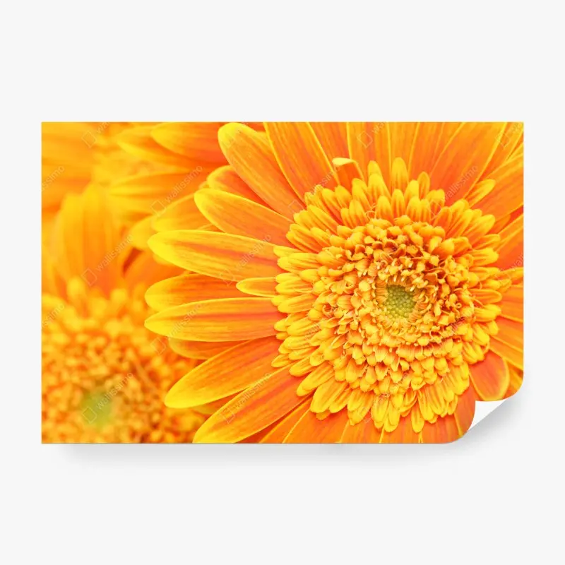 Fototapete leuchtende orange gerbera in makro