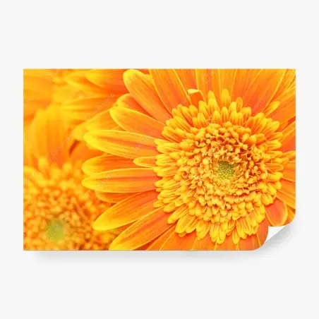 Fototapete leuchtende orange gerbera in makro – Pixers®