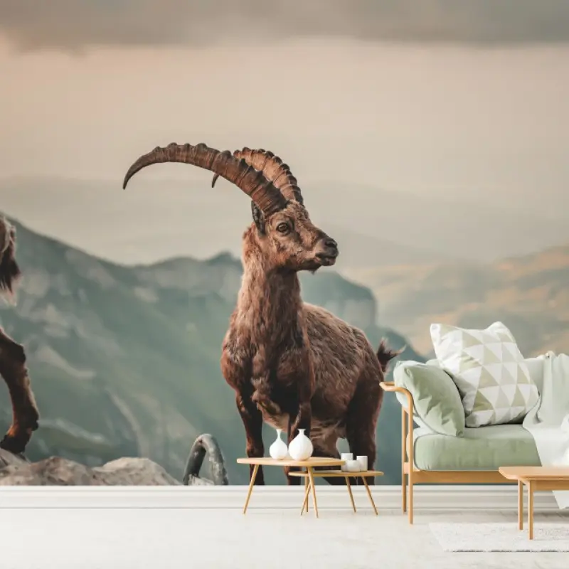 Fototapete alpensteinbock auf felsigem kamm
