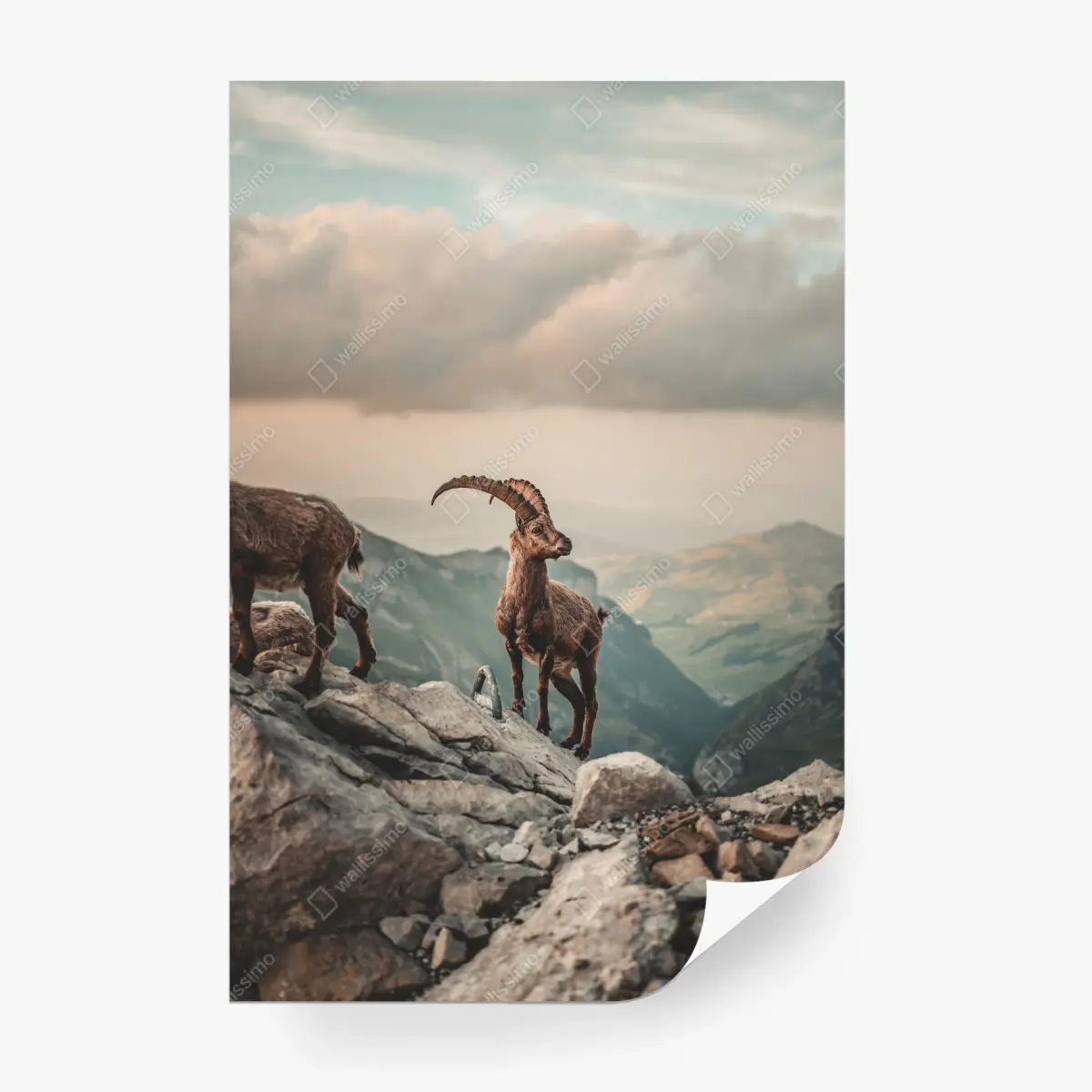 Fototapete alpensteinbock auf felsigem kamm – Pixers®