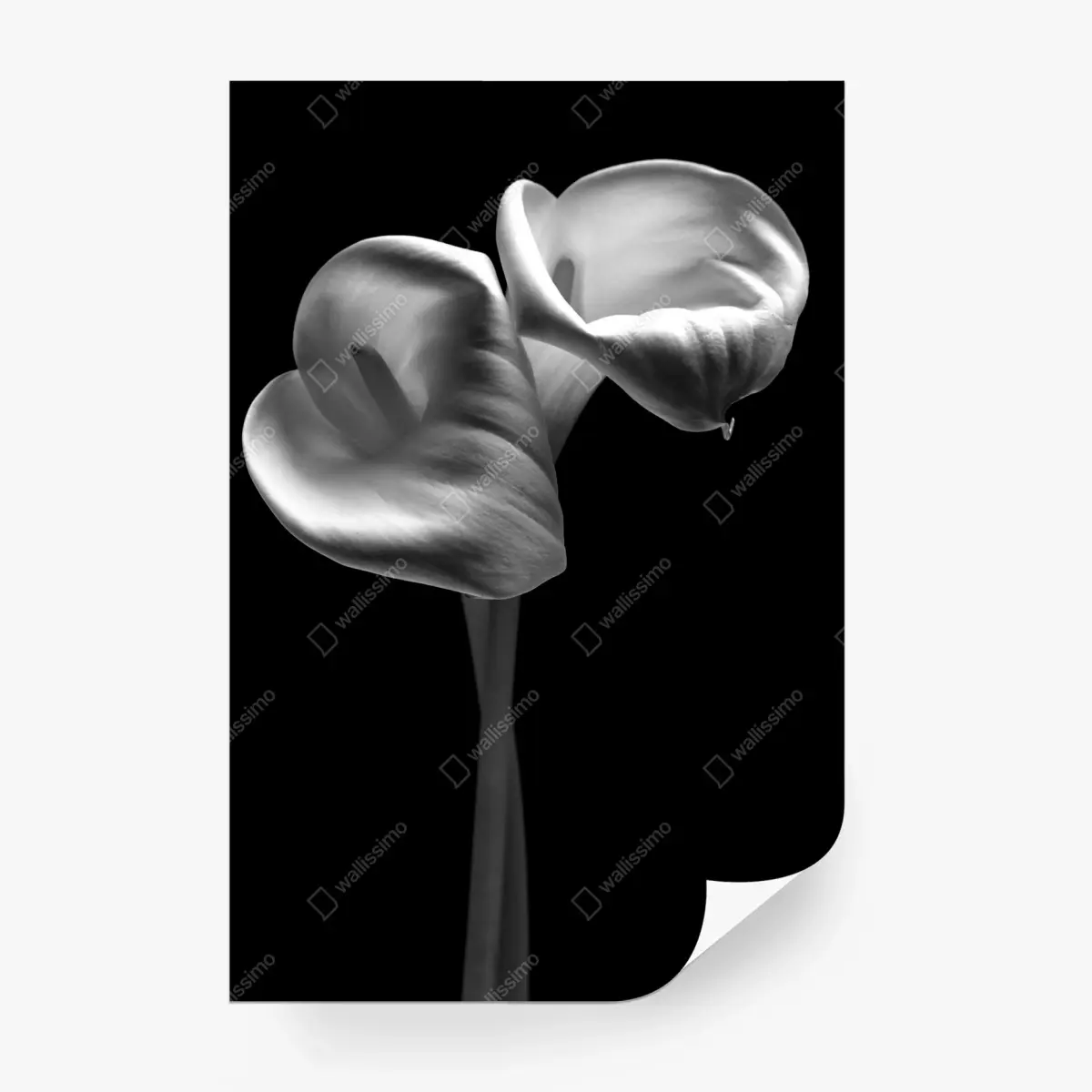 Fototapete elegante calla-blüten in monochrom – Pixers®