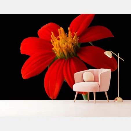 Fototapete leuchtende mexikanische sonnenblume auf schwarzem hintergrund – Pixers®